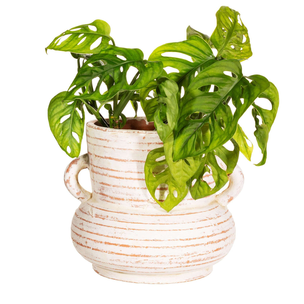 Daphne Amphora Vase - Whitewashed Terracotta
